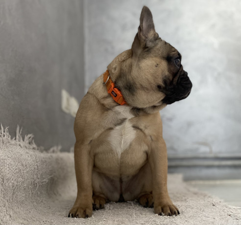 francuski-buldog-prelepo-zensko-stene-staro-8-meseci-big-3