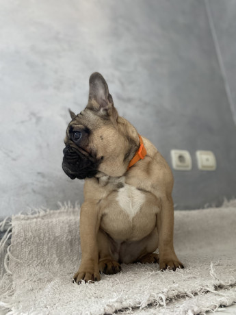 francuski-buldog-prelepo-zensko-stene-staro-8-meseci-big-1