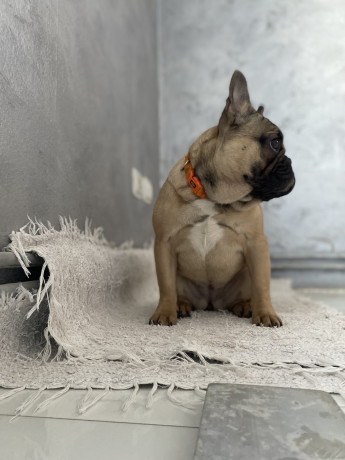 francuski-buldog-prelepo-zensko-stene-staro-8-meseci-big-2