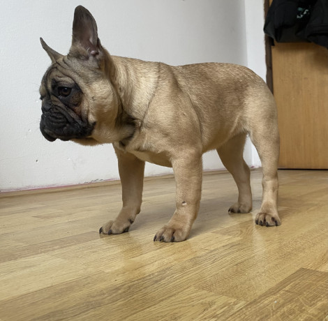 francuski-buldog-prelepo-zensko-stene-staro-8-meseci-big-0