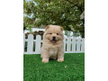 cau-cau-chow-chow-stenad-najlepsi-pokon-small-4