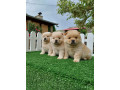 cau-cau-chow-chow-stenad-najlepsi-pokon-small-1