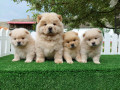 cau-cau-chow-chow-stenad-najlepsi-pokon-small-0