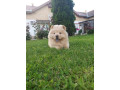 cau-cau-chow-chow-stenad-najlepsi-pokon-small-3