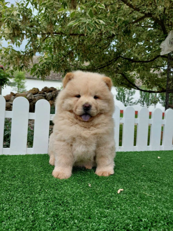 cau-cau-chow-chow-stenad-najlepsi-pokon-big-4