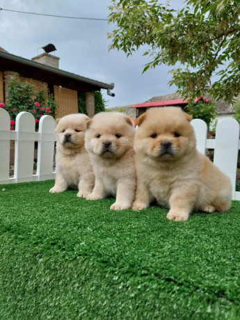 cau-cau-chow-chow-stenad-najlepsi-pokon-big-1