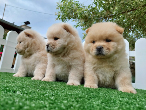 cau-cau-chow-chow-stenad-najlepsi-pokon-big-2