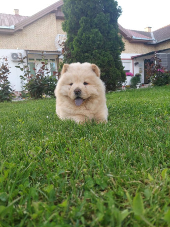 cau-cau-chow-chow-stenad-najlepsi-pokon-big-3