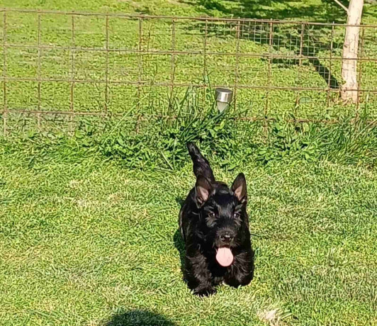 stenci-skotskog-terijera-big-2