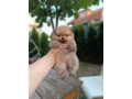 pomeranac-top-zenka-small-0