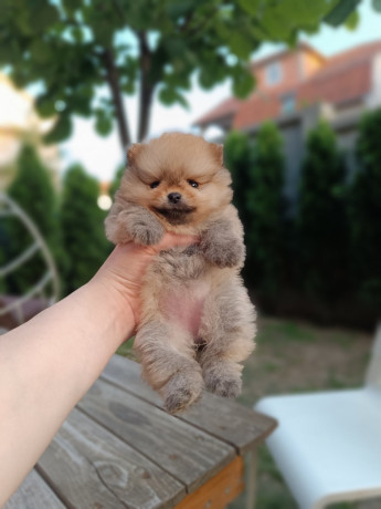 pomeranac-top-zenka-big-0