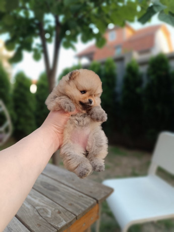 pomeranac-top-zenka-big-1