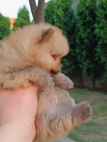 pomeranac-top-zenka-big-3