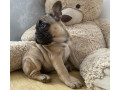 francuski-buldog-prelepo-zensko-stene-prvobirano-small-1
