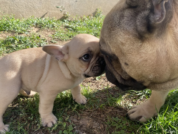 francuski-buldog-prelepo-zensko-stene-prvobirano-big-3