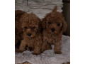 pudle-crvene-toy-small-1