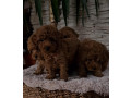 pudle-crvene-toy-small-3