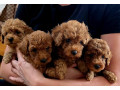 pudle-crvene-toy-small-0