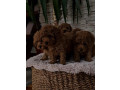 pudle-crvene-toy-small-2