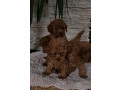 pudle-crvene-toy-small-4