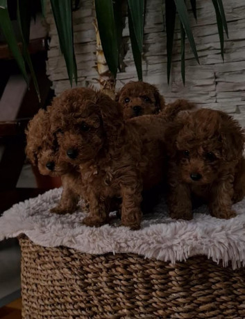 pudle-crvene-toy-big-2