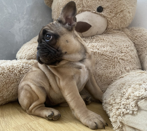 francuski-buldog-vrhunsko-prelepo-zensko-stene-big-0