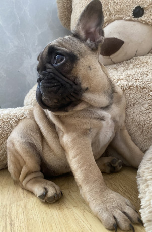 francuski-buldog-vrhunsko-prelepo-zensko-stene-big-1