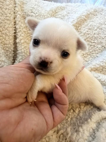 civava-ekstra-mini-stenci-big-2