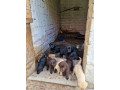 stenci-labradora-small-1