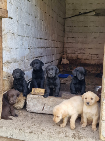 stenci-labradora-big-0