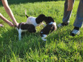 little-minsterlander-puppies-small-1