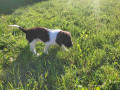little-minsterlander-puppies-small-3