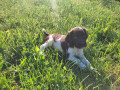 little-minsterlander-puppies-small-4