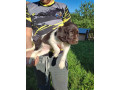 little-minsterlander-puppies-small-2