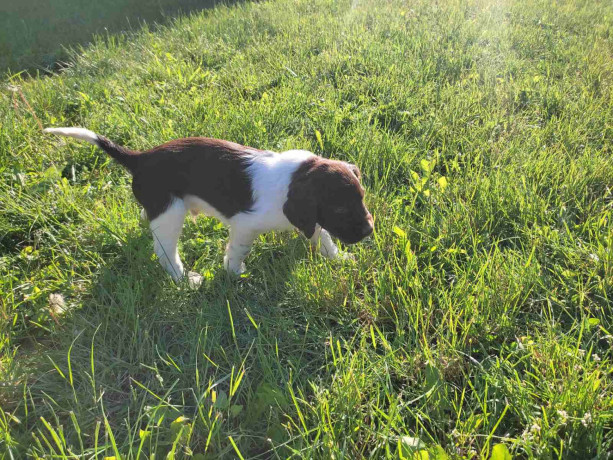 little-minsterlander-puppies-big-3