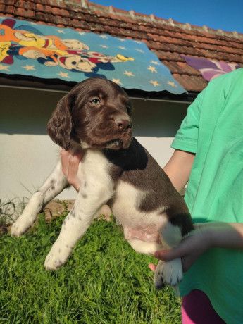 little-minsterlander-puppies-big-0