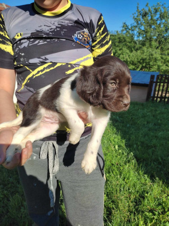 little-minsterlander-puppies-big-2