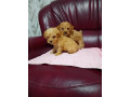 maltipoo-stenci-iz-dva-legla-small-3