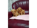maltipoo-stenci-iz-dva-legla-small-2