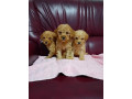 maltipoo-stenci-iz-dva-legla-small-1
