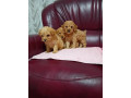 maltipoo-stenci-iz-dva-legla-small-4