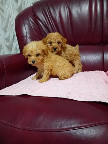 maltipoo-stenci-iz-dva-legla-big-3