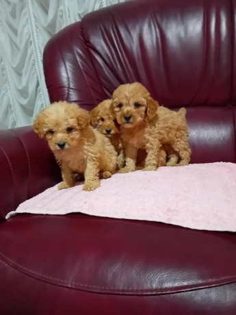 maltipoo-stenci-iz-dva-legla-big-2