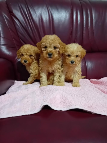 maltipoo-stenci-iz-dva-legla-big-1