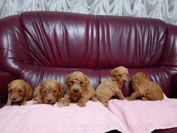 maltipoo-stenci-iz-dva-legla-big-0