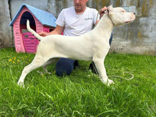 Zenkica Dogo Argentino
