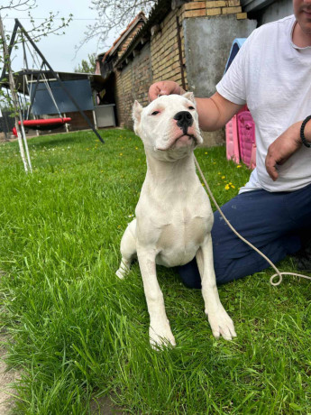 zenkica-dogo-argentino-big-2