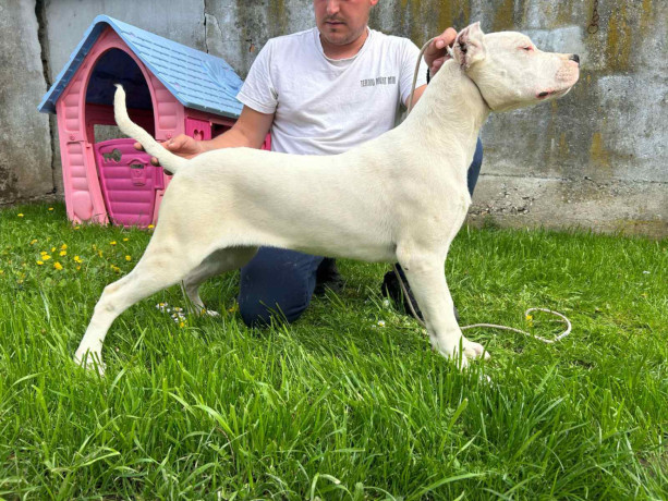 zenkica-dogo-argentino-big-0