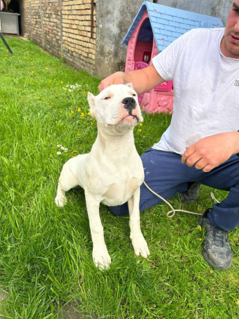 zenkica-dogo-argentino-big-1