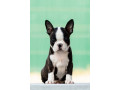 boston-terrier-stenad-small-2